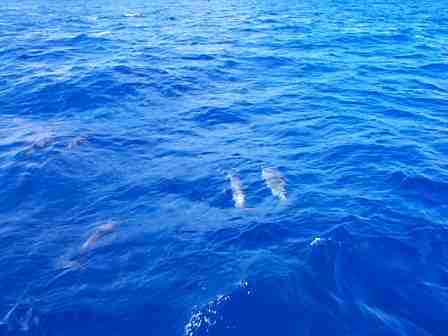 Dolphins